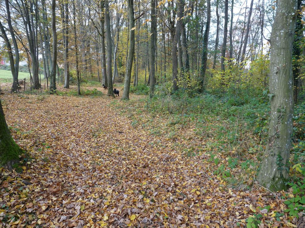 Appartamento Gite des étangs de Saint Bale Vrigne-aux-Bois Esterno foto