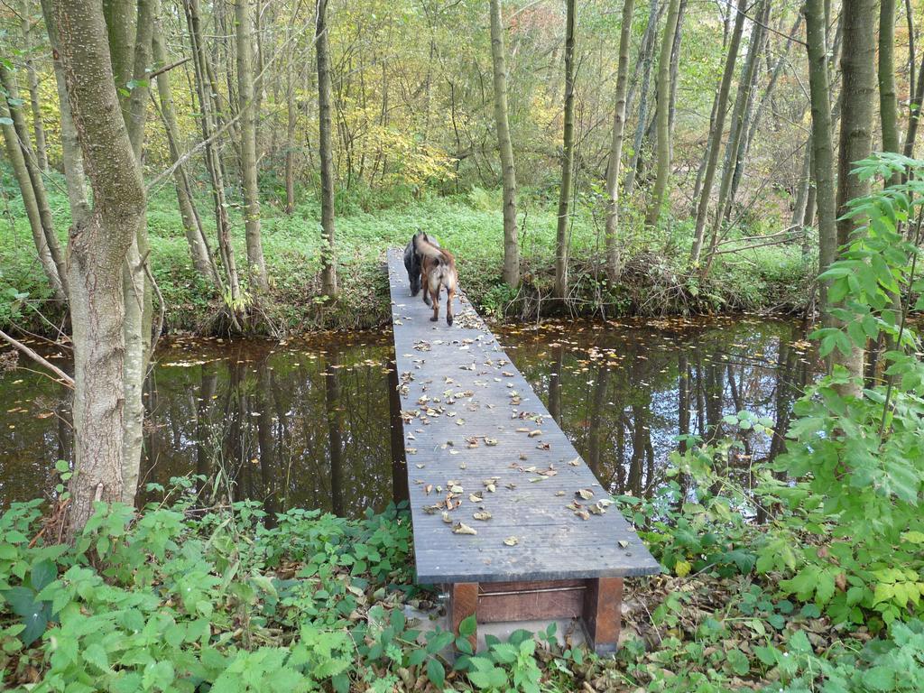 Appartamento Gite des étangs de Saint Bale Vrigne-aux-Bois Esterno foto