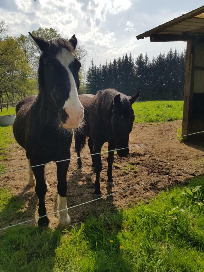 Appartamento Gite des étangs de Saint Bale Vrigne-aux-Bois Esterno foto